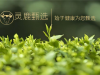 灵鹿甄选